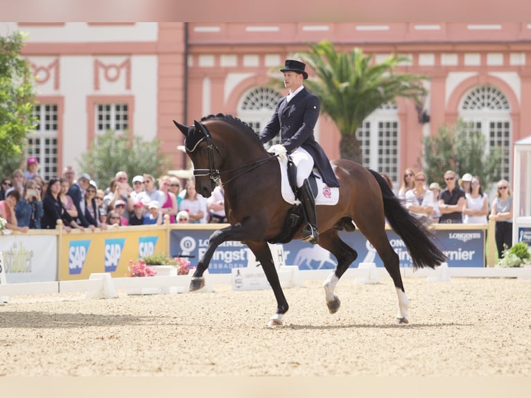 FOUNDATION Hannover Stallone Baio in Kronberg im Taunus