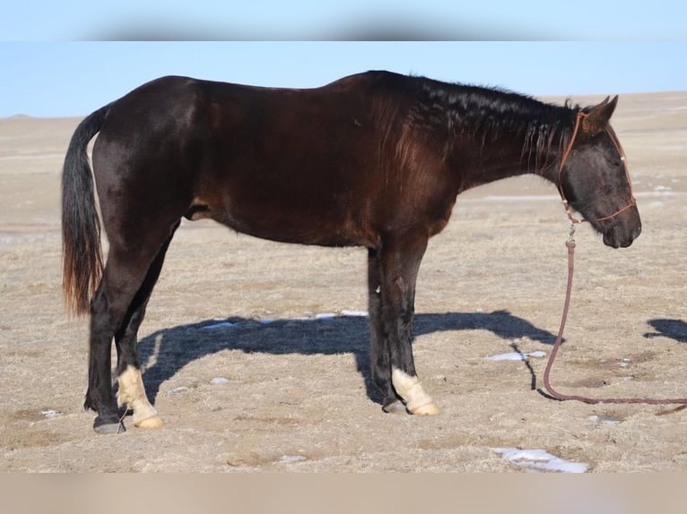 Fox trotter de Missouri Caballo castrado 10 años 142 cm Negro in Nunn