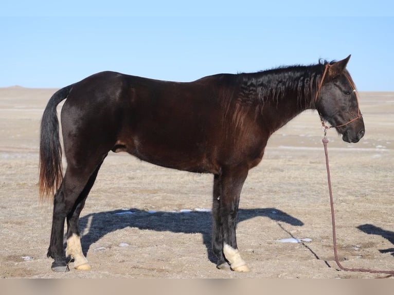 Fox trotter de Missouri Caballo castrado 10 años 142 cm Negro in Nunn