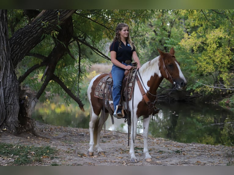 Fox trotter de Missouri Caballo castrado 10 años 145 cm Tobiano-todas las-capas in Nunn Co