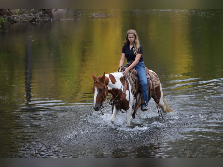 Fox trotter de Missouri Caballo castrado 10 años 145 cm Tobiano-todas las-capas in Nunn Co