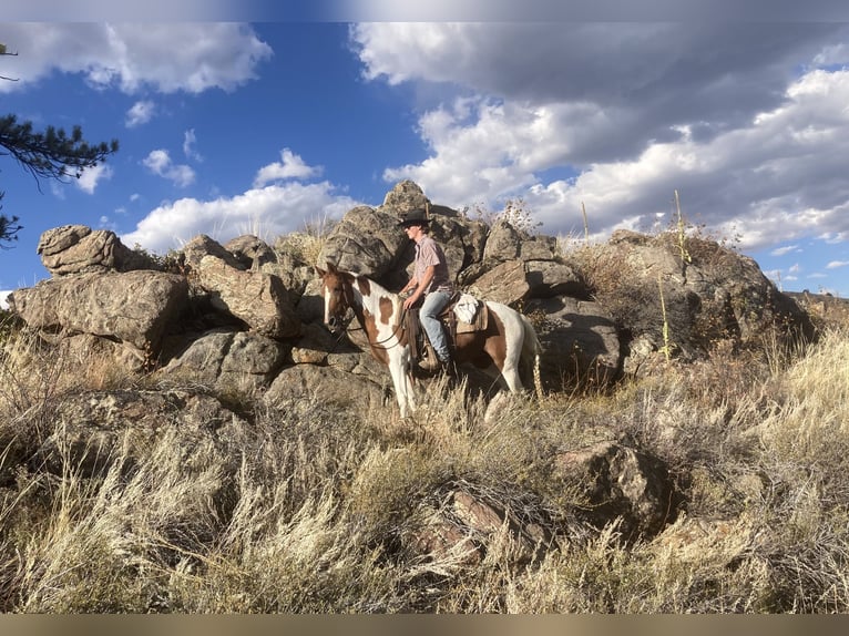 Fox trotter de Missouri Caballo castrado 10 años 145 cm Tobiano-todas las-capas in Nunn Co