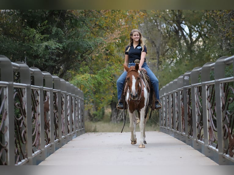 Fox trotter de Missouri Caballo castrado 10 años 145 cm Tobiano-todas las-capas in Nunn Co