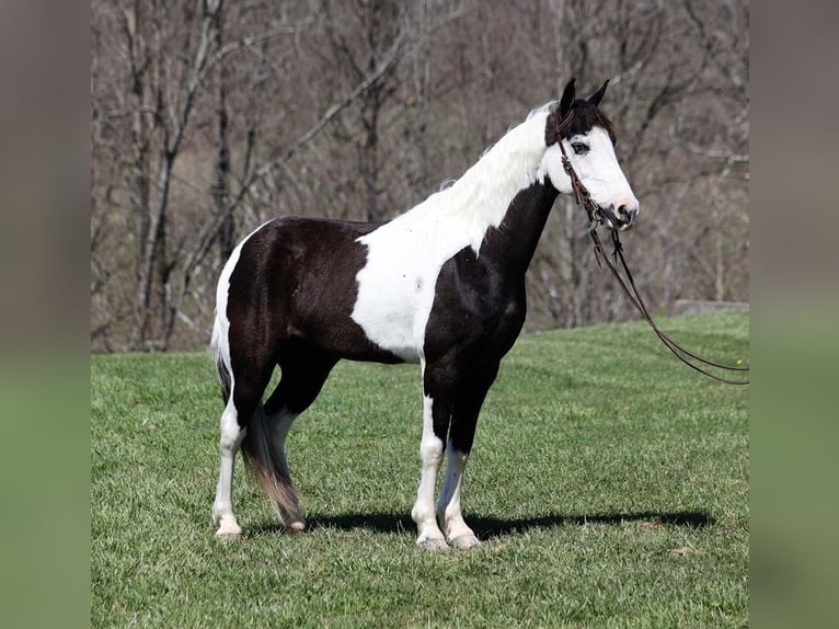 Fox trotter de Missouri Caballo castrado 10 años 145 cm Tobiano-todas las-capas in Parkers Lake KY