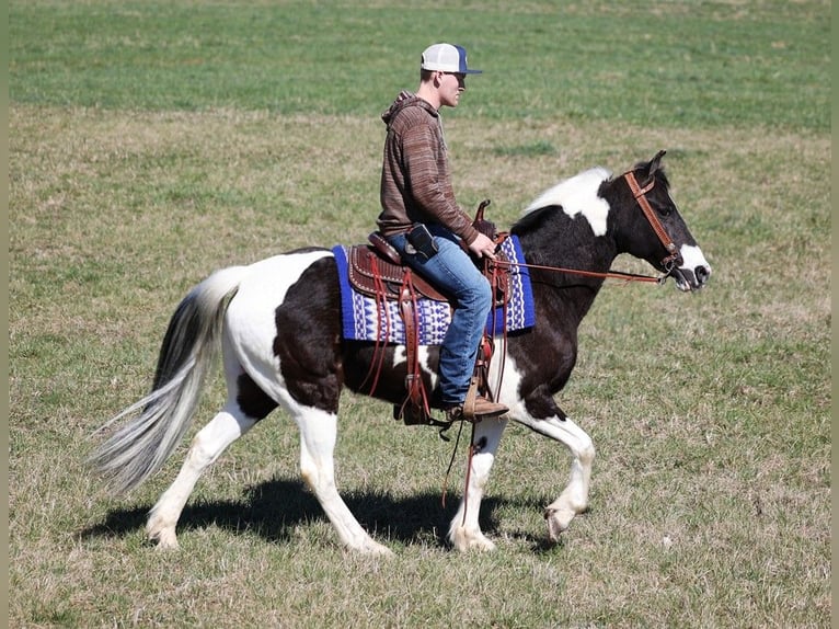 Fox trotter de Missouri Caballo castrado 10 años 147 cm Tobiano-todas las-capas in Whitley City KY