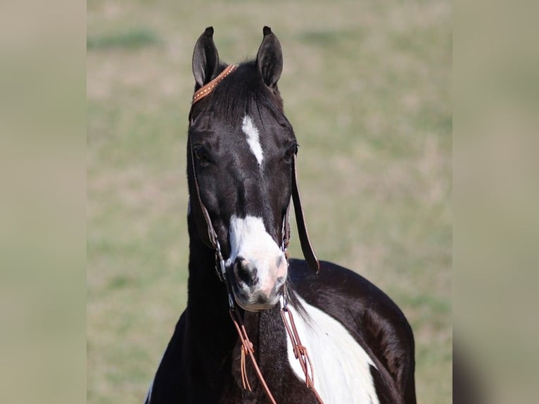 Fox trotter de Missouri Caballo castrado 10 años 147 cm Tobiano-todas las-capas in Whitley City KY