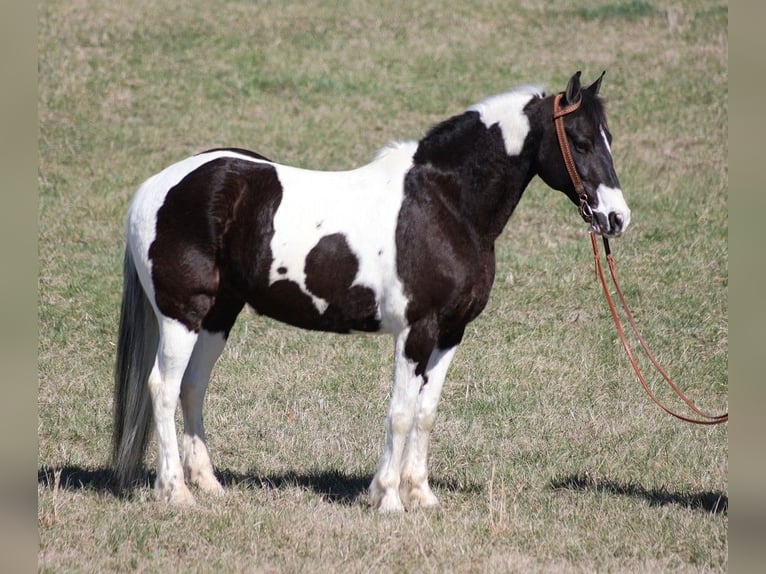 Fox trotter de Missouri Caballo castrado 10 años 147 cm Tobiano-todas las-capas in Whitley City KY