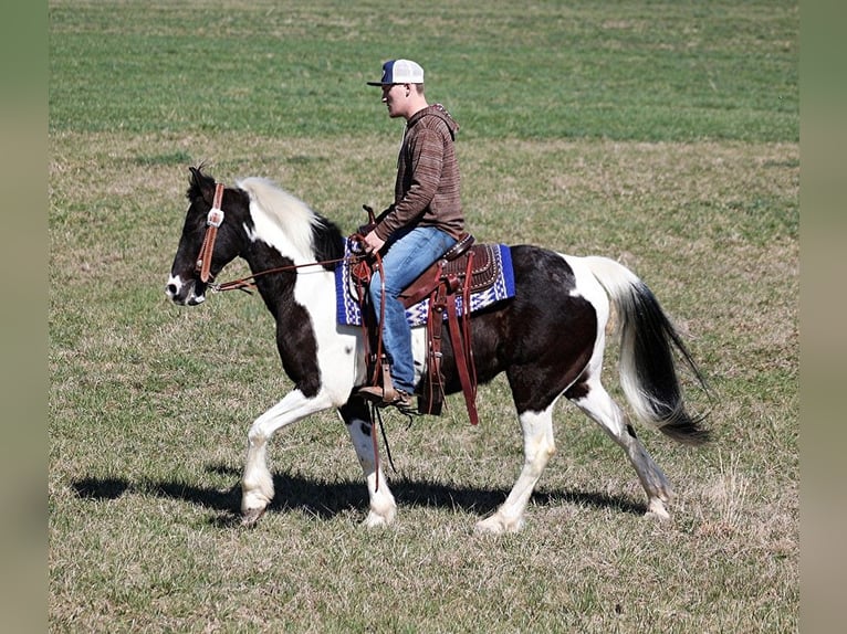 Fox trotter de Missouri Caballo castrado 10 años 147 cm Tobiano-todas las-capas in Whitley City KY