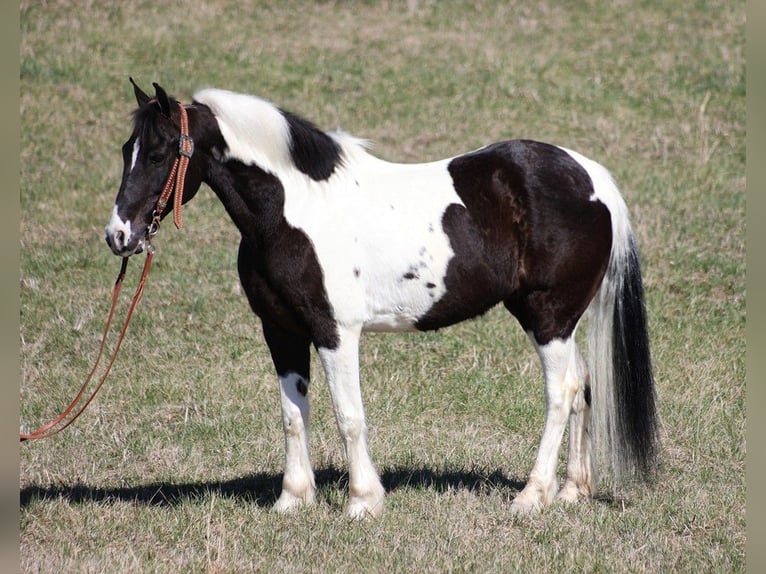 Fox trotter de Missouri Caballo castrado 10 años 147 cm Tobiano-todas las-capas in Whitley City KY