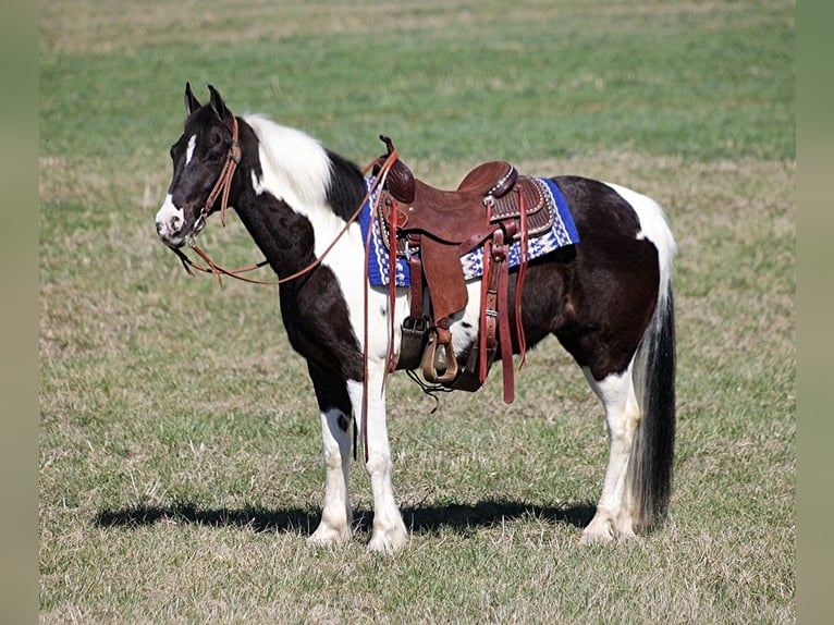 Fox trotter de Missouri Caballo castrado 10 años 147 cm Tobiano-todas las-capas in Whitley City KY