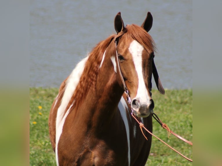 Fox trotter de Missouri Caballo castrado 10 años 152 cm Alazán rojizo in Whitley City KY