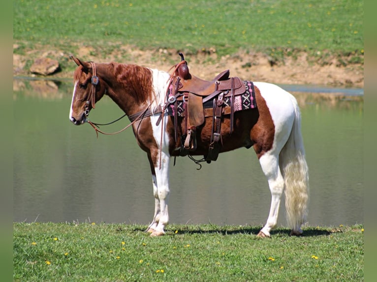 Fox trotter de Missouri Caballo castrado 10 años 152 cm Alazán rojizo in Whitley City KY