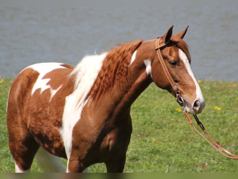 Fox trotter de Missouri Caballo castrado 10 años 152 cm Alazán rojizo in Whitley City KY