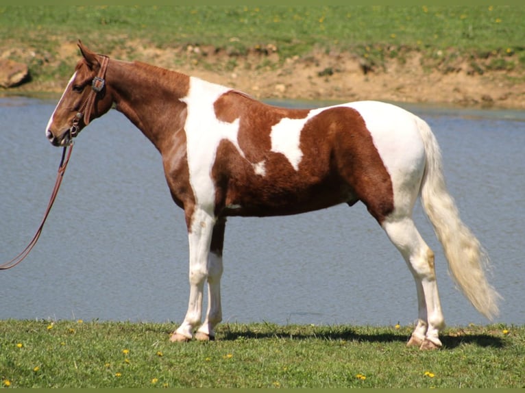 Fox trotter de Missouri Caballo castrado 10 años 152 cm Alazán rojizo in Whitley City KY