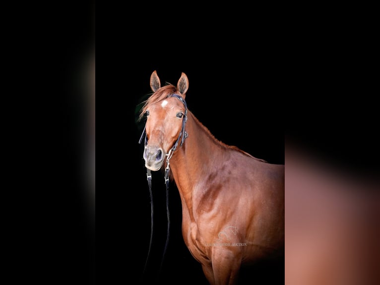 Fox trotter de Missouri Caballo castrado 10 años 152 cm in Wartrace, TN