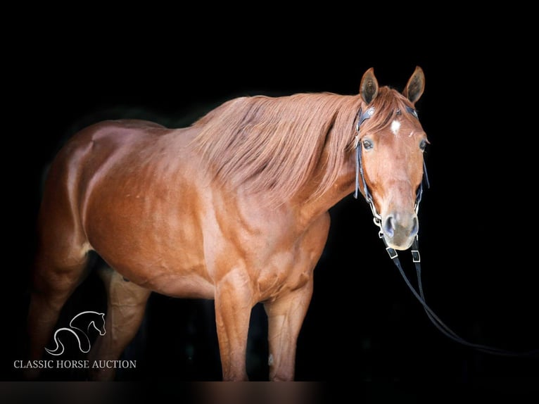 Fox trotter de Missouri Caballo castrado 10 años 152 cm in Wartrace, TN