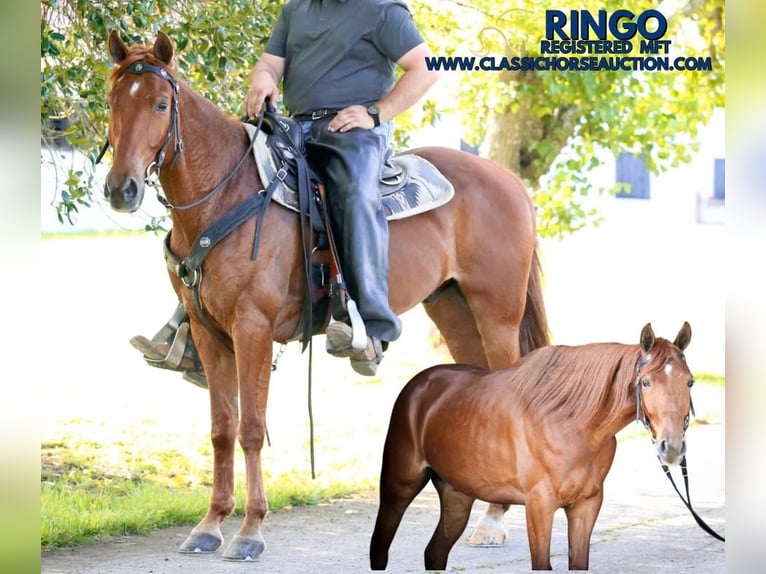 Fox trotter de Missouri Caballo castrado 10 años 152 cm in Wartrace, TN
