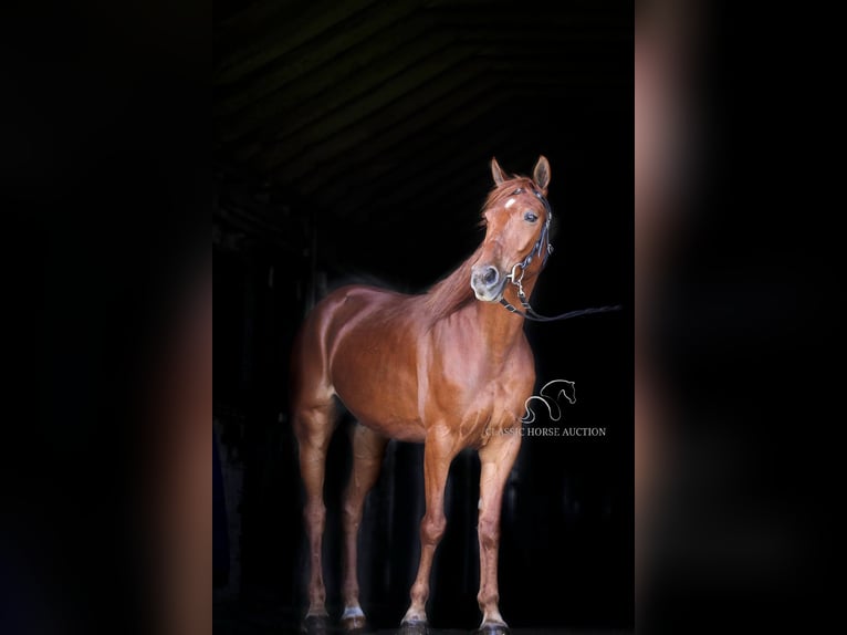 Fox trotter de Missouri Caballo castrado 10 años 152 cm in Wartrace, TN