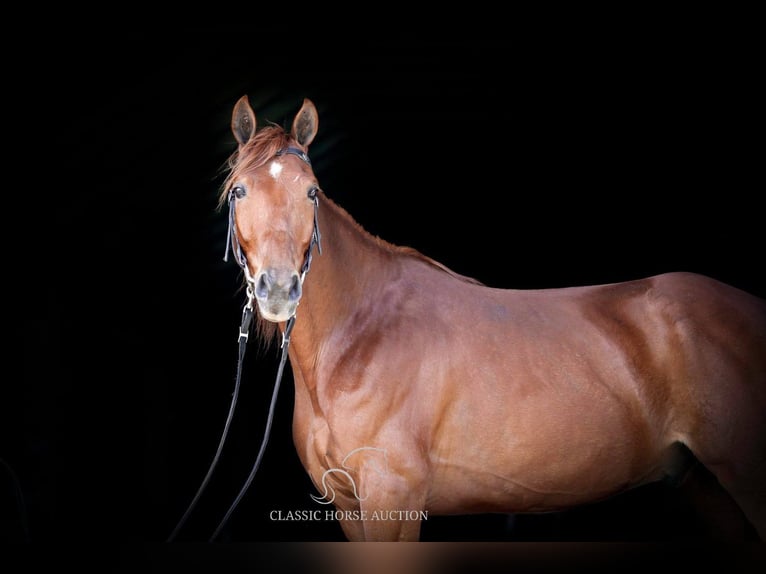 Fox trotter de Missouri Caballo castrado 10 años 152 cm in Wartrace, TN