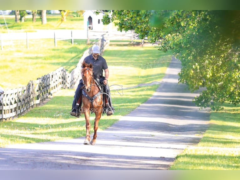 Fox trotter de Missouri Caballo castrado 10 años 152 cm in Wartrace, TN