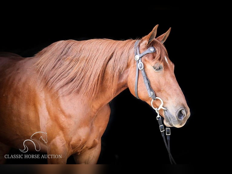 Fox trotter de Missouri Caballo castrado 10 años 152 cm in Wartrace, TN