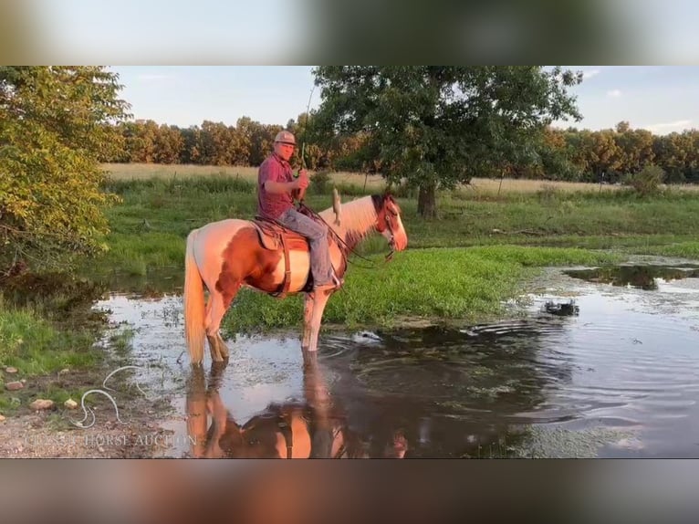 Fox trotter de Missouri Caballo castrado 10 años 152 cm Castaño rojizo in Houston, MO