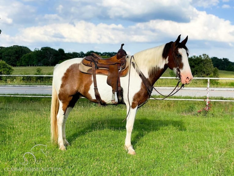 Fox trotter de Missouri Caballo castrado 10 años 152 cm Castaño rojizo in Houston, MO