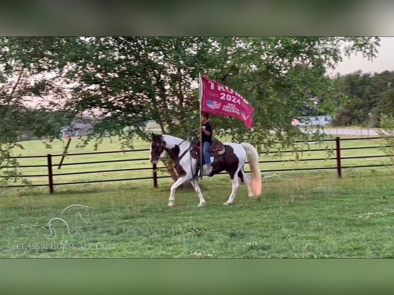 Fox trotter de Missouri Caballo castrado 10 años 152 cm Castaño rojizo in Houston, MO