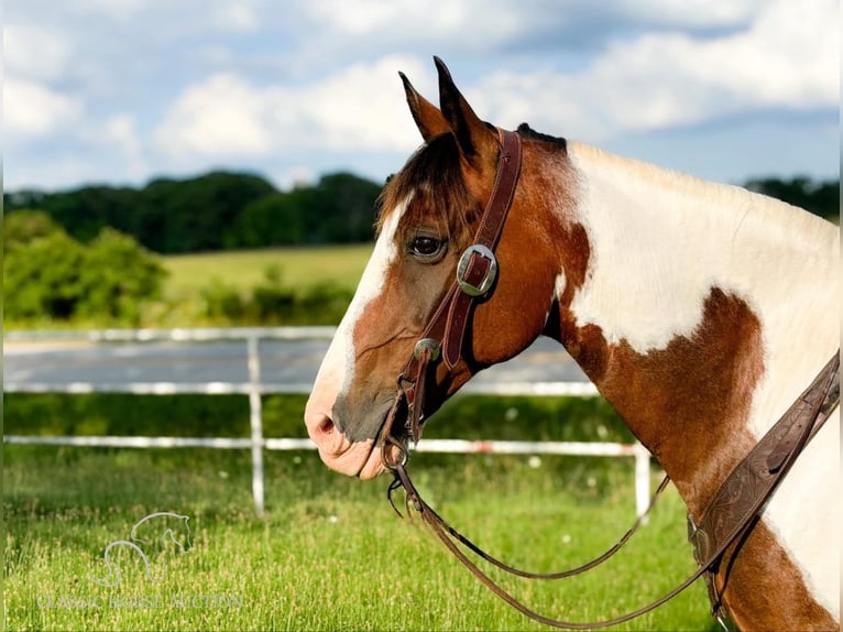 Fox trotter de Missouri Caballo castrado 10 años 152 cm Castaño rojizo in Houston, MO