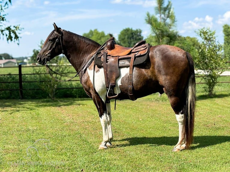 Fox trotter de Missouri Caballo castrado 10 años 152 cm Castaño rojizo in Houston, MO