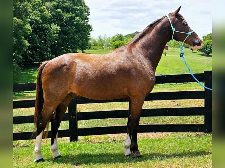 Fox trotter de Missouri Caballo castrado 10 años 152 cm Negro in Otis Orchards, WA