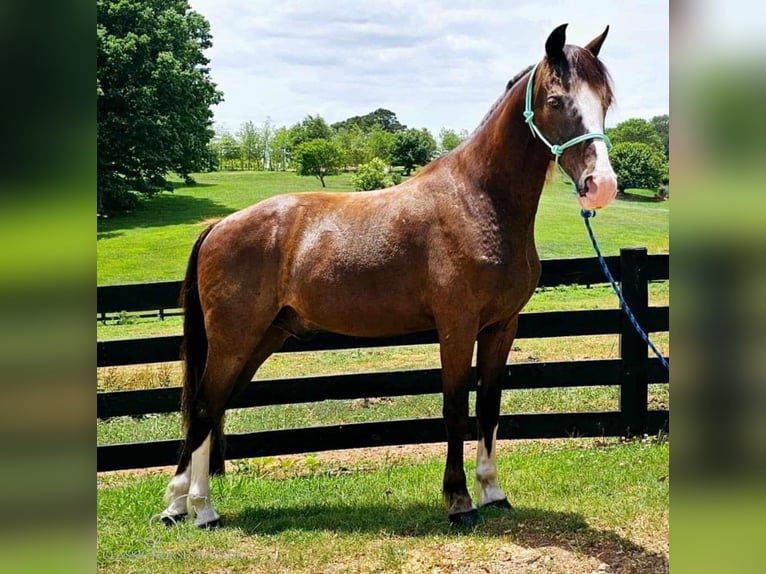 Fox trotter de Missouri Caballo castrado 10 años 152 cm Negro in Otis Orchards, WA