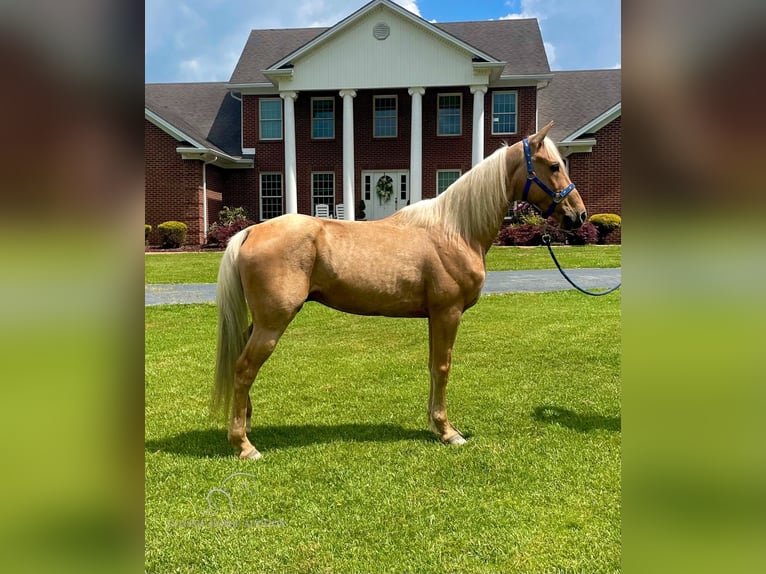 Fox trotter de Missouri Caballo castrado 10 años 152 cm Palomino in Tyner, KY