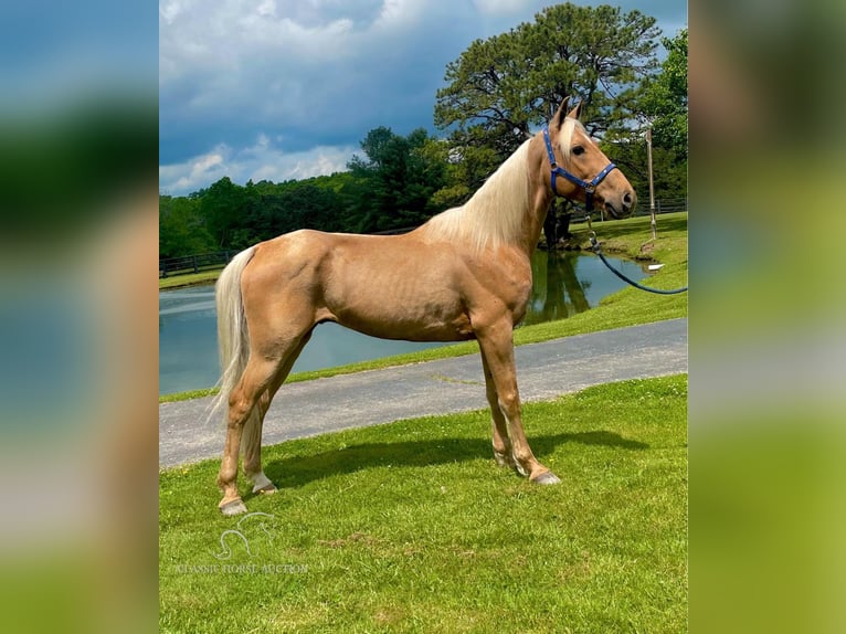 Fox trotter de Missouri Caballo castrado 10 años 152 cm Palomino in Tyner, KY