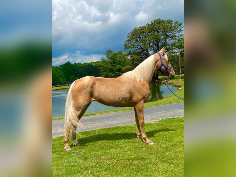 Fox trotter de Missouri Caballo castrado 10 años 152 cm Palomino in Tyner, KY