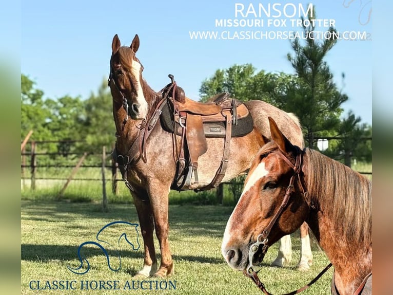 Fox trotter de Missouri Caballo castrado 10 años 152 cm Ruano alazán in Houston, mo