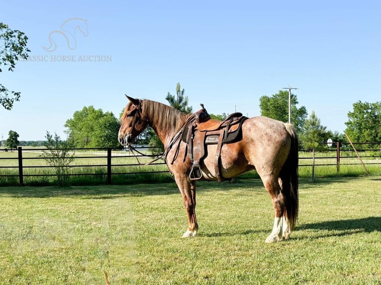 Fox trotter de Missouri Caballo castrado 10 años 152 cm Ruano alazán in Houston, mo