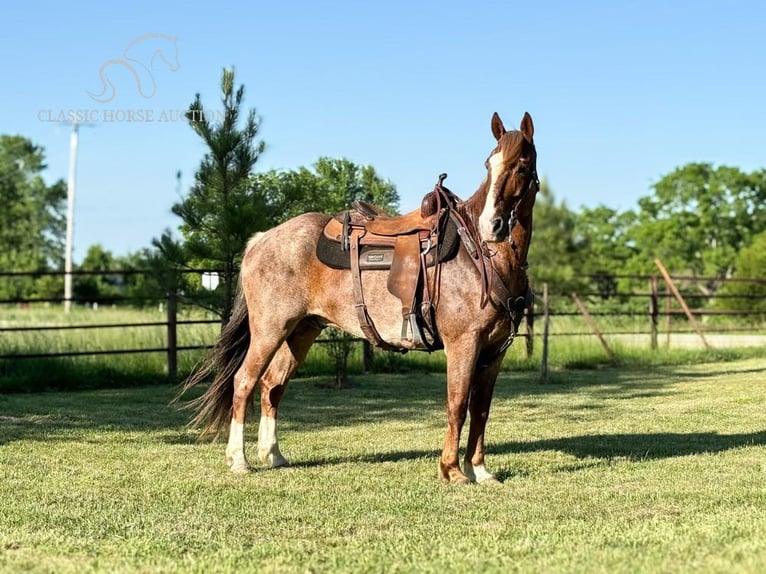 Fox trotter de Missouri Caballo castrado 10 años 152 cm Ruano alazán in Houston, mo