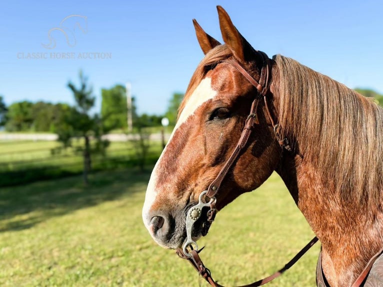 Fox trotter de Missouri Caballo castrado 10 años 152 cm Ruano alazán in Houston, mo