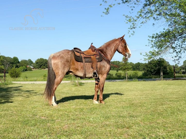 Fox trotter de Missouri Caballo castrado 10 años 152 cm Ruano alazán in Houston, mo