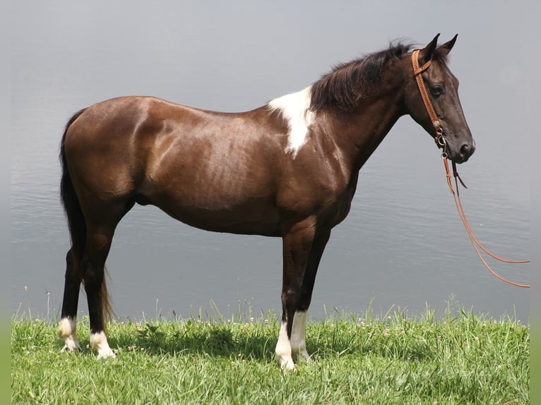 Fox trotter de Missouri Caballo castrado 10 años 152 cm Tobiano-todas las-capas in Whitley City KY