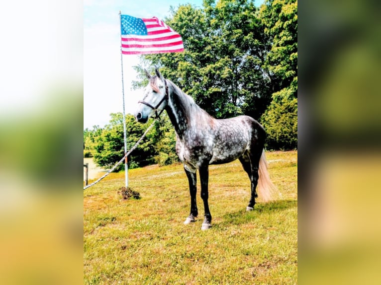 Fox trotter de Missouri Caballo castrado 10 años 152 cm Tordo in Columbia KY