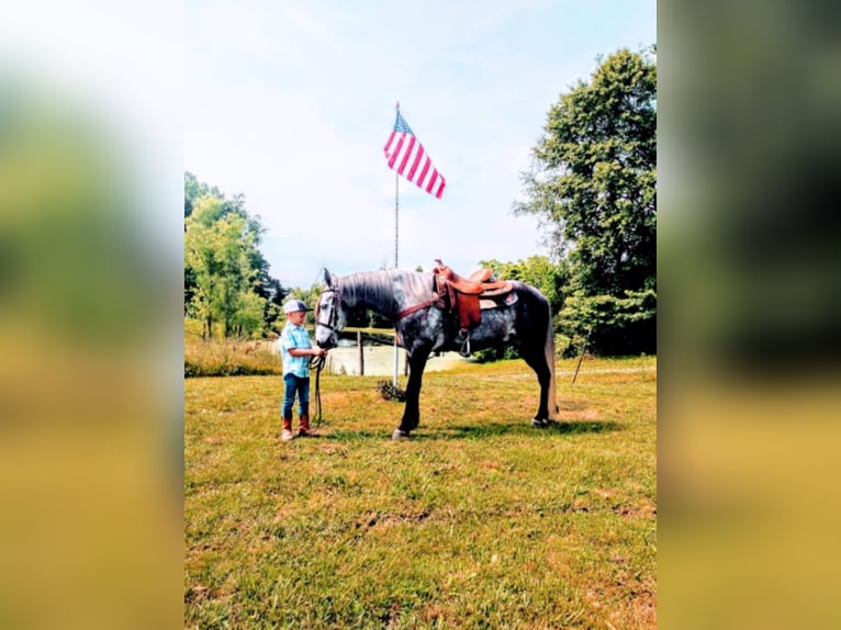 Fox trotter de Missouri Caballo castrado 10 años 152 cm Tordo in Columbia KY