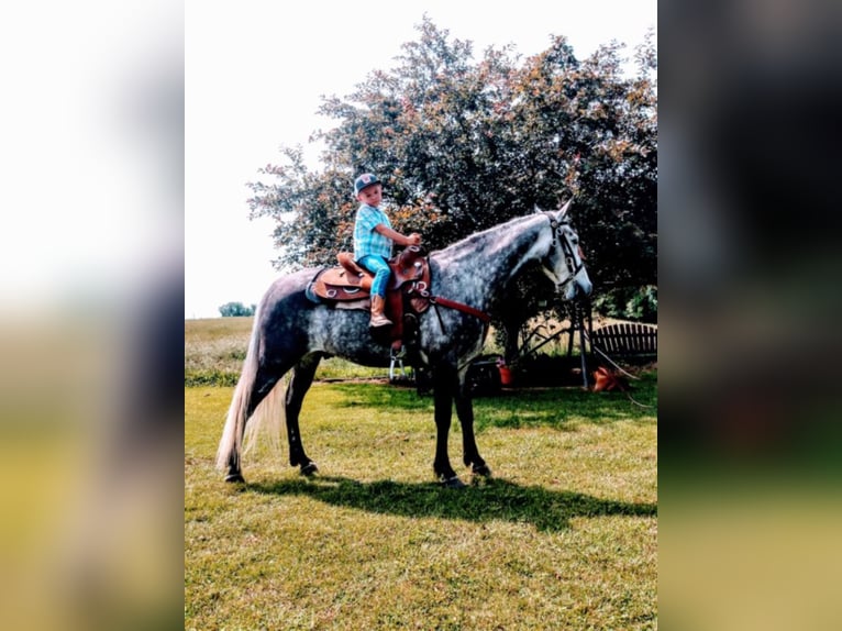 Fox trotter de Missouri Caballo castrado 10 años 152 cm Tordo in Columbia KY