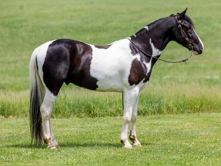 Fox trotter de Missouri Caballo castrado 10 años 155 cm Tobiano-todas las-capas in Ewing KY