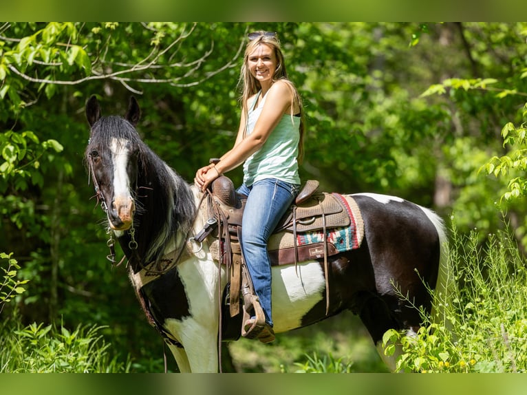 Fox trotter de Missouri Caballo castrado 10 años 155 cm Tobiano-todas las-capas in Ewing KY