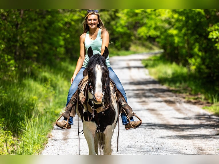 Fox trotter de Missouri Caballo castrado 10 años 155 cm Tobiano-todas las-capas in Ewing KY