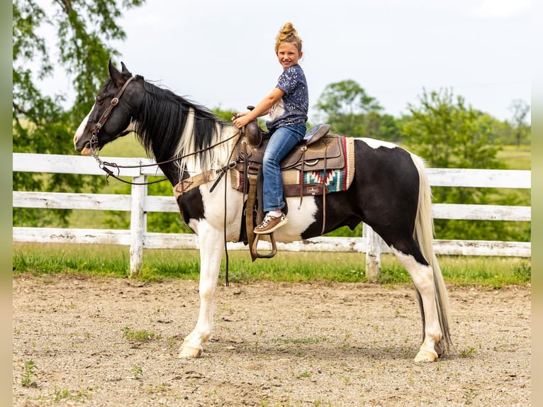 Fox trotter de Missouri Caballo castrado 10 años 155 cm Tobiano-todas las-capas in Ewing KY