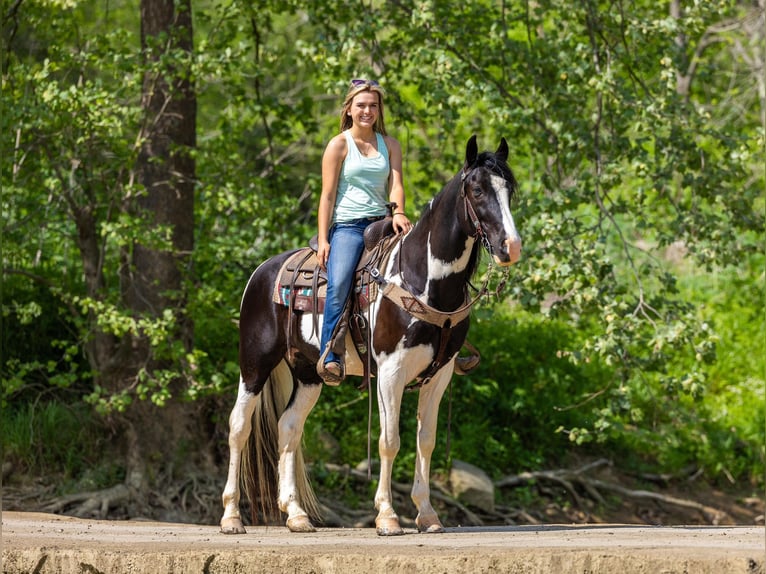 Fox trotter de Missouri Caballo castrado 10 años 155 cm Tobiano-todas las-capas in Ewing KY