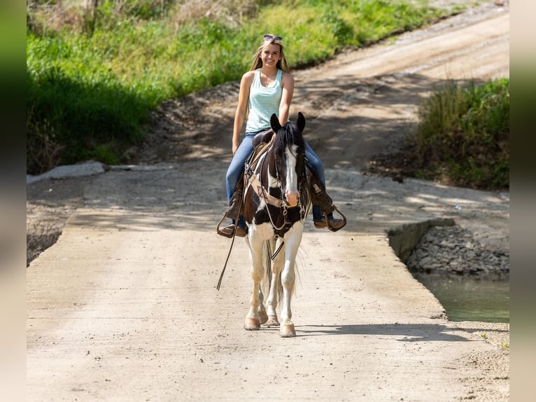 Fox trotter de Missouri Caballo castrado 10 años 155 cm Tobiano-todas las-capas in Ewing KY